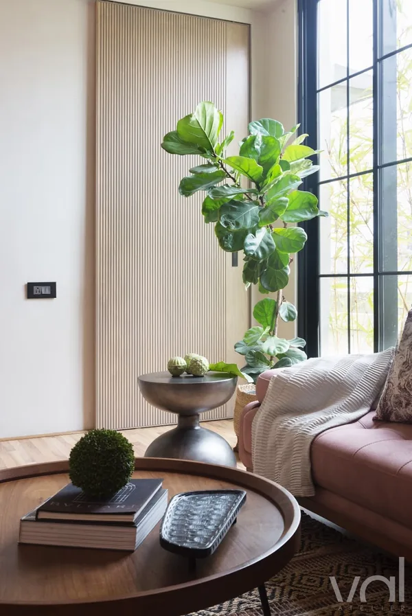 A fiddle-leaf fig by the studio window